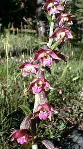 Epipactis atrorubens (Orchidaceae)  - Épipactide rouge sombre, Épipactis rouge sombre, Épipactis brun rouge, Épipactis pourpre noirâtre, Helléborine rouge - Dark-red Helleborine Hautes-Alpes [France] 28/07/2000 - 1830m