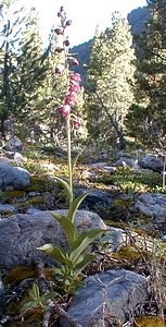 Epipactis atrorubens (Orchidaceae)  - Épipactide rouge sombre, Épipactis rouge sombre, Épipactis brun rouge, Épipactis pourpre noirâtre, Helléborine rouge - Dark-red Helleborine Hautes-Alpes [France] 29/07/2000 - 1830m