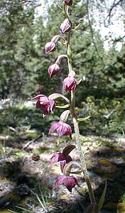 Epipactis atrorubens (Orchidaceae)  - Épipactide rouge sombre, Épipactis rouge sombre, Épipactis brun rouge, Épipactis pourpre noirâtre, Helléborine rouge - Dark-red Helleborine Hautes-Alpes [France] 29/07/2000 - 1830m