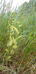 Epipactis helleborine (Orchidaceae)  - Épipactide helléborine, Épipactis à larges feuilles, Épipactis à feuilles larges, Elléborine à larges feuilles, Helléborine - Broad-leaved Helleborine Nord [France] 01/07/2000 - 50m