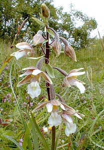 Epipactis palustris (Orchidaceae)  - Épipactis des marais - Marsh Helleborine Pas-de-Calais [France] 01/07/2000 - 90m