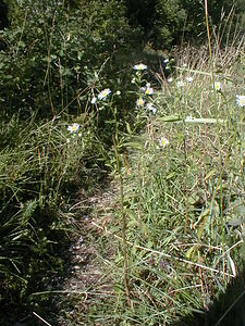 Erigeron annuus (Asteraceae)  - Érigéron annuel, Vergerette annuelle, Sténactide annuelle - Tall Fleabane Ain [France] 18/07/2000 - 550m