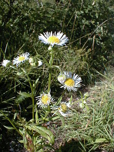 Erigeron annuus (Asteraceae)  - Érigéron annuel, Vergerette annuelle, Sténactide annuelle - Tall Fleabane Ain [France] 18/07/2000 - 550m