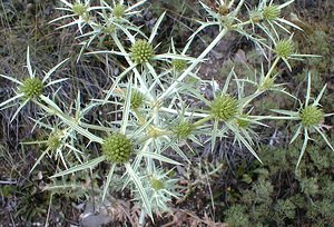 Eryngium campestre (Apiaceae)  - Panicaut champêtre, Chardon Roland - Field Eryngo Hautes-Alpes [France] 26/07/2000 - 1160m