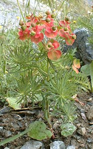 Euphorbia cyparissias (Euphorbiaceae)  - Euphorbe petit-cyprès, Euphorbe faux cyprès, Petite ésule - Cypress Spurge Savoie [France] 25/07/2000 - 2000m