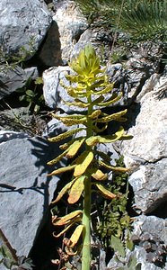 Euphorbia cyparissias (Euphorbiaceae)  - Euphorbe petit-cyprès, Euphorbe faux cyprès, Petite ésule - Cypress Spurge Savoie [France] 31/07/2000 - 2000minfest?e par Uromyces pisi