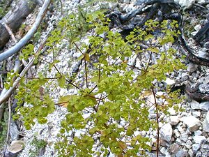 Euphorbia dulcis (Euphorbiaceae)  - Euphorbe douce - Sweet Spurge Ain [France] 18/07/2000 - 900m