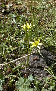 Gagea liottardii (Liliaceae)  - Gagée de Liottard, Gagée porte-fraise, Gagée fistuleuse Haute-Savoie [France] 20/07/2000 - 2430m