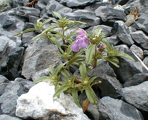 Galeopsis angustifolia (Lamiaceae)  - Galéopsis à feuilles étroites, Filasse bâtarde, Galéopse à feuilles étroites - Red Hemp-nettle Savoie [France] 25/07/2000 - 2000m