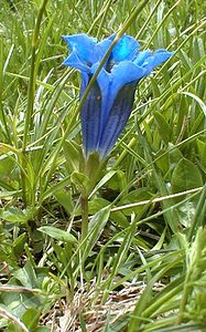 Gentiana acaulis (Gentianaceae)  - Gentiane acaule Haute-Savoie [France] 20/07/2000 - 2430m