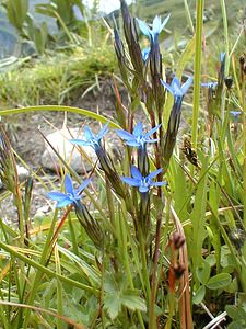 Gentiana nivalis (Gentianaceae)  - Gentiane des neiges - Alpine Gentian Savoie [France] 23/07/2000 - 2020m