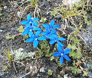 Gentiana verna (Gentianaceae)  - Gentiane printanière - Spring Gentian Savoie [France] 24/07/2000 - 2750m