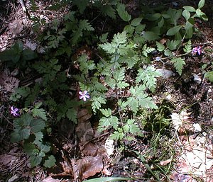 Geranium robertianum (Geraniaceae)  - Géranium herbe-à-Robert - Herb-Robert Ain [France] 18/07/2000 - 900m