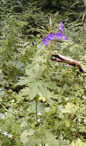 Geranium sylvaticum (Geraniaceae)  - Géranium des bois, Géranium des forêts, Pied-de-perdrix - Wood Crane's-bill Ain [France] 17/07/2000 - 900m