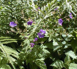 Geranium sylvaticum (Geraniaceae)  - Géranium des bois, Géranium des forêts, Pied-de-perdrix - Wood Crane's-bill Ain [France] 17/07/2000 - 900m