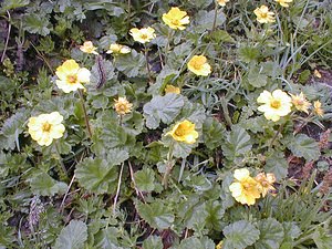 Geum montanum (Rosaceae)  - Benoîte des montagnes Savoie [France] 24/07/2000 - 2310m