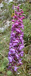 Gymnadenia conopsea (Orchidaceae)  - Gymnadénie moucheron, Orchis moucheron, Orchis moustique - Fragrant Orchid Jura [France] 16/07/2000 - 880m