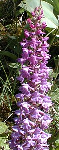 Gymnadenia conopsea (Orchidaceae)  - Gymnadénie moucheron, Orchis moucheron, Orchis moustique - Fragrant Orchid Jura [France] 16/07/2000 - 880m