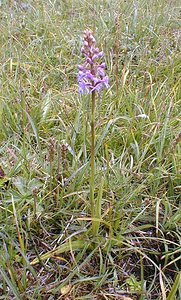 Gymnadenia conopsea (Orchidaceae)  - Gymnadénie moucheron, Orchis moucheron, Orchis moustique - Fragrant Orchid Savoie [France] 25/07/2000 - 2000m