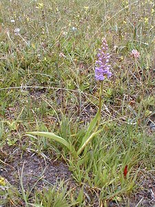 Gymnadenia conopsea (Orchidaceae)  - Gymnadénie moucheron, Orchis moucheron, Orchis moustique - Fragrant Orchid Savoie [France] 25/07/2000 - 2000m