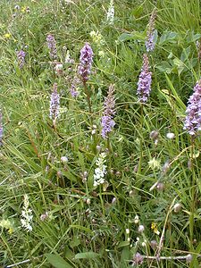 Gymnadenia conopsea (Orchidaceae)  - Gymnadénie moucheron, Orchis moucheron, Orchis moustique - Fragrant Orchid Savoie [France] 25/07/2000 - 2000m