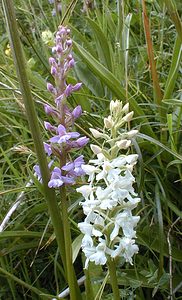 Gymnadenia conopsea (Orchidaceae)  - Gymnadénie moucheron, Orchis moucheron, Orchis moustique - Fragrant Orchid Savoie [France] 25/07/2000 - 2000m