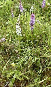 Gymnadenia conopsea (Orchidaceae)  - Gymnadénie moucheron, Orchis moucheron, Orchis moustique - Fragrant Orchid Savoie [France] 25/07/2000 - 2000m