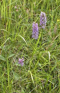 Gymnadenia densiflora (Orchidaceae)  - Gymnadénie à fleurs denses, Gymnadénie à épi dense, Orchis à fleurs denses Pas-de-Calais [France] 01/07/2000 - 90m