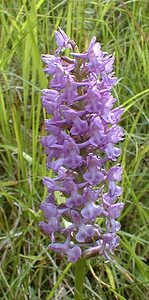 Gymnadenia densiflora (Orchidaceae)  - Gymnadénie à fleurs denses, Gymnadénie à épi dense, Orchis à fleurs denses Pas-de-Calais [France] 01/07/2000 - 90m