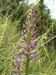 Gymnadenia densiflora (Orchidaceae)  - Gymnadénie à fleurs denses, Gymnadénie à épi dense, Orchis à fleurs denses Pas-de-Calais [France] 01/07/2000 - 90m