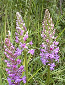 Gymnadenia densiflora (Orchidaceae)  - Gymnadénie à fleurs denses, Gymnadénie à épi dense, Orchis à fleurs denses Pas-de-Calais [France] 01/07/2000 - 90m