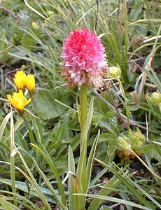 Gymnadenia nigra subsp. corneliana (Orchidaceae)  - Gymnadénie de Cornélia, Nigritelle de Cornélia, Nigritelle rose Savoie [France] 25/07/2000 - 2370m