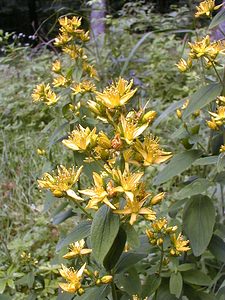 Hypericum hirsutum (Hypericaceae)  - Millepertuis hirsute, Millepertuis velu, Millepertuis hérissé - Hairy St John's-wort Ain [France] 18/07/2000 - 900m