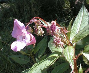 Impatiens glandulifera (Balsaminaceae)  - Impatiente glanduleuse, Balsamine de l'Himalaya, Balsamine géante, Balsamine rouge - Indian Balsam Haute-Savoie [France] 19/07/2000 - 600m