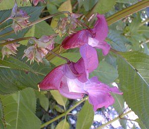 Impatiens glandulifera (Balsaminaceae)  - Impatiente glanduleuse, Balsamine de l'Himalaya, Balsamine géante, Balsamine rouge - Indian Balsam Haute-Savoie [France] 19/07/2000 - 600m