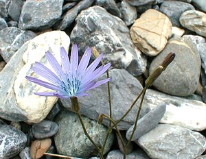 Lactuca perennis (Asteraceae)  - Laitue vivace, Bézègue - Mountain Lettuce Savoie [France] 25/07/2000 - 2000m