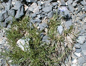 Lactuca perennis (Asteraceae)  - Laitue vivace, Bézègue - Mountain Lettuce Savoie [France] 31/07/2000 - 2000m