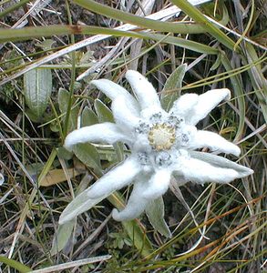 Leontopodium nivale (Asteraceae)  - Édelweiss des neiges - Edelweiss Savoie [France] 28/07/2000 - 2370m