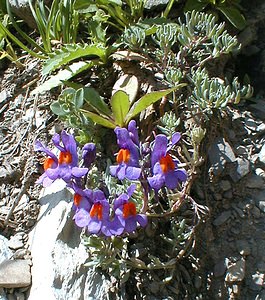 Linaria alpina (Plantaginaceae)  - Linaire des Alpes Haute-Savoie [France] 20/07/2000 - 2430m