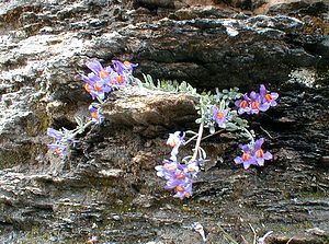 Linaria alpina (Plantaginaceae)  - Linaire des Alpes Savoie [France] 24/07/2000 - 2750m