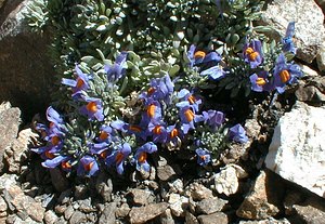 Linaria alpina (Plantaginaceae)  - Linaire des Alpes Hautes-Alpes [France] 27/07/2000 - 3150m