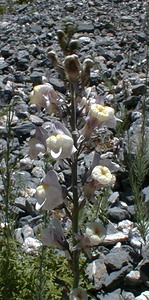 Linaria repens (Plantaginaceae)  - Linaire rampante - Pale Toadflax Savoie [France] 31/07/2000 - 2000mnoter les fleurs: ? gauche, forme 