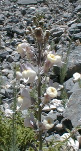 Linaria repens (Plantaginaceae)  - Linaire rampante - Pale Toadflax Savoie [France] 31/07/2000 - 2000mnoter les fleurs: ? gauche, forme 