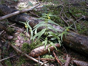 Melampyrum sylvaticum (Orobanchaceae)  - Mélampyre des forêts, Melampyre sylvatique - Small Cow-wheat Ain [France] 18/07/2000 - 900m