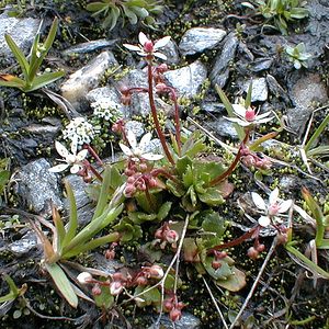 Micranthes stellaris (Saxifragaceae)  - Micranthe étoilé, Saxifrage étoilée - Starry Saxifrage Savoie [France] 24/07/2000 - 2750m