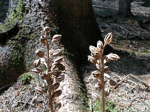 Neottia nidus-avis (Orchidaceae)  - Néottie nid-d'oiseau, Herbe aux vers - Bird's-nest Orchid Ain [France] 18/07/2000 - 900m