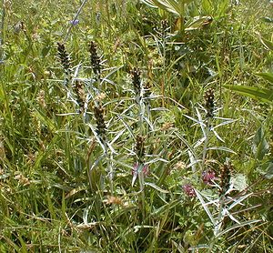 Omalotheca norvegica (Asteraceae)  - Gnaphale de Norvège, Omalothèque de Norvège - Highland Cudweed Savoie [France] 22/07/2000 - 1940m