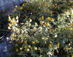 Ononis natrix (Fabaceae)  - Bugrane gluante, Bugrane jaune, Bugrane fétide, Coquesigrue - Yellow Restharrow Hautes-Alpes [France] 29/07/2000 - 1830m