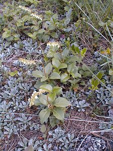 Orthilia secunda (Ericaceae)  - Orthilie unilatérale, Pirole unilatérale, Pyrole unilatérale - Serrated Wintergreen Hautes-Alpes [France] 28/07/2000 - 1830m