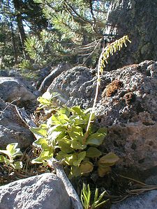 Orthilia secunda (Ericaceae)  - Orthilie unilatérale, Pirole unilatérale, Pyrole unilatérale - Serrated Wintergreen Hautes-Alpes [France] 29/07/2000 - 1830m